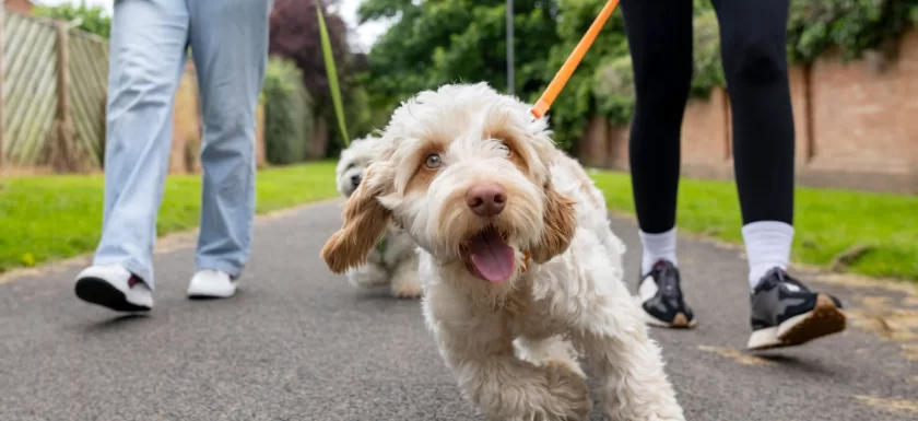 Injured dog walkers could be costing NHS £23m a year